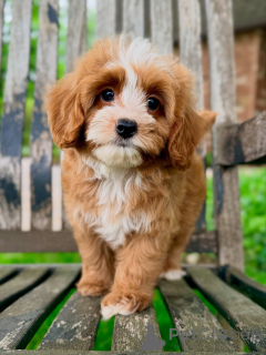 Foto №4. Ich werde verkaufen mischlingshund in der Stadt Karlovy variiert. züchter - preis - verhandelt