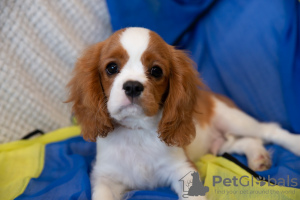 Foto №2 zu Ankündigung № 43859 zu verkaufen cavalier king charles spaniel - einkaufen Estland vom kindergarten