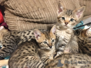 Zusätzliche Fotos: Geimpfte Savannah-Kätzchen mit Stammbaum zum Verkauf mit sicherem Lieferservice