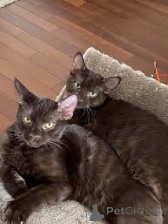 Foto №1. havana-katze - zum Verkauf in der Stadt Helsinki | 580€ | Ankündigung № 164080