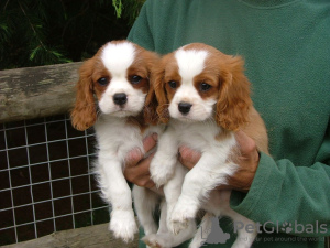 Foto №3. Cavalier King Charles Welpen zu verkaufen. Deutschland