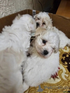 Foto №3. Bichon Frisé Welpen WhatsApp 44 7453 907158. Deutschland