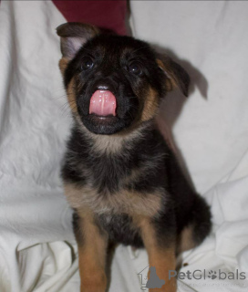 Foto №1. mischlingshund - zum Verkauf in der Stadt Glasgow | 850€ | Ankündigung № 138808