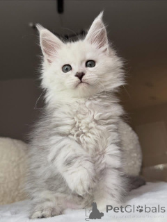 Foto №2 zu Ankündigung № 157085 zu verkaufen maine-coon-katze - einkaufen Großbritannien 