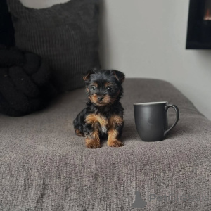 Foto №2 zu Ankündigung № 173558 zu verkaufen yorkshire terrier - einkaufen Deutschland züchter
