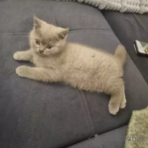 Foto №2 zu Ankündigung № 167272 zu verkaufen schottische faltohrkatze - einkaufen Deutschland quotient 	ankündigung