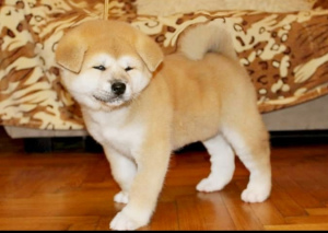Zusätzliche Fotos: Japanische Akita Inu Welpen kaufen einen Hund
