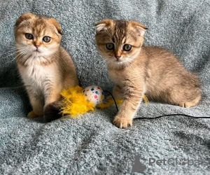 Foto №3. männliche und weibliche Scottish Fold-Kätzchen. Großbritannien