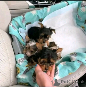 Foto №1. yorkshire terrier - zum Verkauf in der Stadt Colorado Springs | 850€ | Ankündigung № 139110