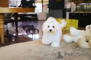 Foto №1. malteser - zum Verkauf in der Stadt Allentown | 318€ | Ankündigung № 152628