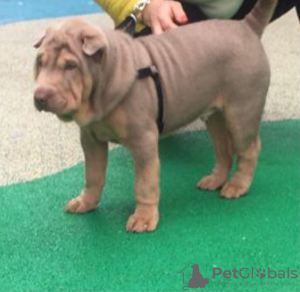 Foto №4. Ich werde verkaufen shar-pei in der Stadt St. Petersburg. quotient 	ankündigung - preis - 700€