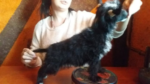 Foto №3. Hübscher Kerl, Dokumente KSU FCI. Ukraine