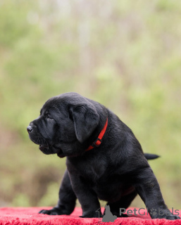 Foto №4. Ich werde verkaufen labrador retriever in der Stadt Londoner Bezirk von Camden. quotient 	ankündigung - preis - verhandelt