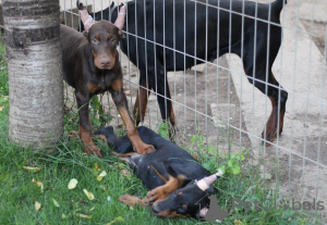 Foto №4. Ich werde verkaufen dobermann in der Stadt Belgrad. züchter - preis - verhandelt