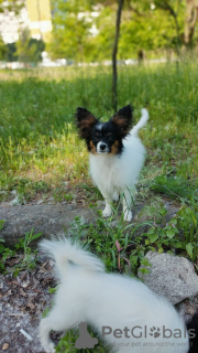 Foto №3. Papillon-Welpe. FCI. Kanada