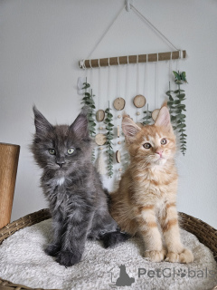 Foto №1. maine-coon-katze - zum Verkauf in der Stadt Brno | verhandelt | Ankündigung № 177873