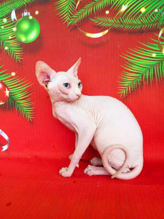 Zusätzliche Fotos: Weiße blauäugige Katze