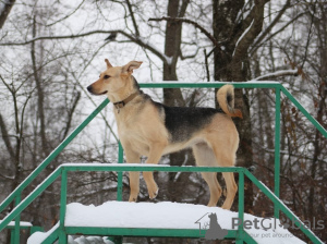 Foto №1. mischlingshund - zum Verkauf in der Stadt Москва | Frei | Ankündigung № 10778