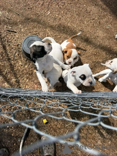Foto №2 zu Ankündigung № 138994 zu verkaufen american bulldog - einkaufen USA züchter