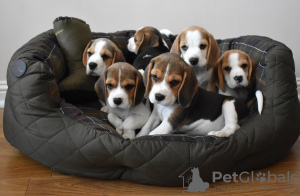 Foto №3. ENTZÜCKENDE YORKIE-WELPEN. USA