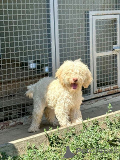 Foto №4. Ich werde verkaufen lagotto romagnolo in der Stadt Trstenik.  - preis - 300€