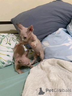 Foto №4. Ich werde verkaufen bambino in der Stadt Berlin. quotient 	ankündigung, züchter - preis - 500€