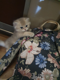 Foto №1. britisch langhaar - zum Verkauf in der Stadt Serpuchow | 1078€ | Ankündigung № 139258