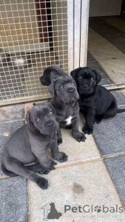 Foto №1. cane corso italiano - zum Verkauf in der Stadt Bayerbach | verhandelt | Ankündigung № 161073