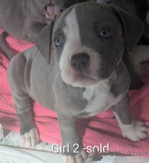 Foto №2 zu Ankündigung № 175184 zu verkaufen staffordshire bull terrier - einkaufen Deutschland quotient 	ankündigung
