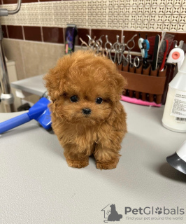 Foto №3. Schöne männliche und weibliche Zwergpudelwelpen,. Deutschland