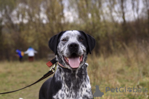 Foto №2 zu Ankündigung № 31055 zu verkaufen mischlingshund - einkaufen Russische Föderation quotient 	ankündigung
