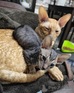 Foto №2 zu Ankündigung № 123672 zu verkaufen cornish rex - einkaufen Deutschland quotient 	ankündigung