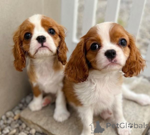 Foto №1. cavalier king charles spaniel - zum Verkauf in der Stadt Bukarest | verhandelt | Ankündigung № 175609