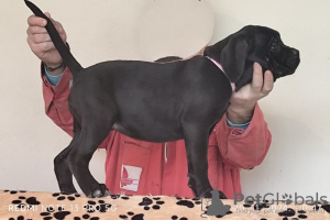 Foto №2 zu Ankündigung № 125364 zu verkaufen cane corso italiano - einkaufen Serbien 