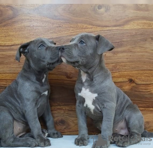 Foto №1. staffordshire bull terrier - zum Verkauf in der Stadt Ljubljana | verhandelt | Ankündigung № 119896