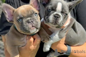 Foto №2 zu Ankündigung № 166203 zu verkaufen englische bulldogge - einkaufen Deutschland 