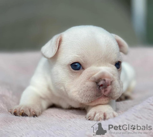 Foto №2 zu Ankündigung № 43275 zu verkaufen französische bulldogge - einkaufen Saudi-Arabien züchter