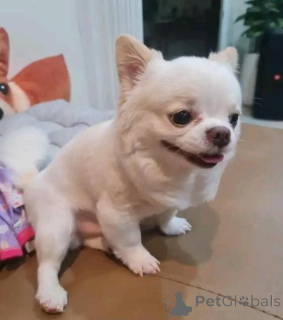 Foto №1. chihuahua - zum Verkauf in der Stadt Aachen | verhandelt | Ankündigung № 166094