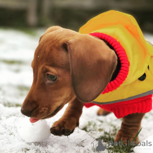 Foto №2 zu Ankündigung № 163507 zu verkaufen  - einkaufen Deutschland 