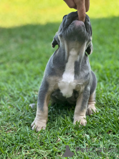 Foto №4. Ich werde verkaufen französische bulldogge in der Stadt Валенсия. quotient 	ankündigung - preis - verhandelt