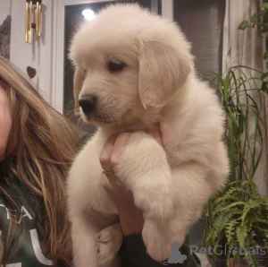 Foto №2 zu Ankündigung № 143858 zu verkaufen golden retriever - einkaufen Schweden quotient 	ankündigung, züchter