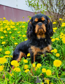 Foto №1. cavalier king charles spaniel - zum Verkauf in der Stadt Minsk | 700€ | Ankündigung № 46627