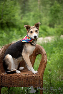 Foto №2 zu Ankündigung № 146015 zu verkaufen mischlingshund - einkaufen Russische Föderation 