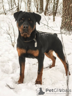 Foto №2 zu Ankündigung № 127752 zu verkaufen rottweiler - einkaufen Russische Föderation quotient 	ankündigung