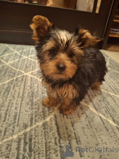Foto №4. Ich werde verkaufen biewer terrier, yorkshire terrier in der Stadt Tallinn. quotient 	ankündigung, vom kindergarten, züchter - preis - 600€