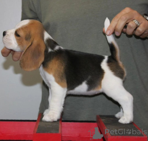 Foto №4. Ich werde verkaufen beagle in der Stadt Leipzig. quotient 	ankündigung - preis - 360€