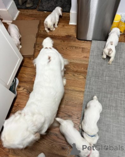 Foto №3. Gut erzogene Clumber Spaniel-Welpen für immer ein neues Zuhause.. Deutschland