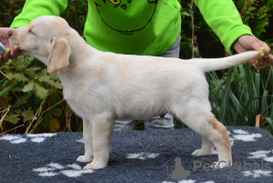 Foto №2 zu Ankündigung № 78133 zu verkaufen labrador retriever - einkaufen Ukraine quotient 	ankündigung