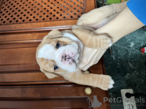 Foto №4. Ich werde verkaufen englische bulldogge in der Stadt Minsk. quotient 	ankündigung - preis - 600€