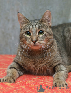 Foto №4. Ich werde verkaufen  in der Stadt St. Petersburg. quotient 	ankündigung - preis - Frei